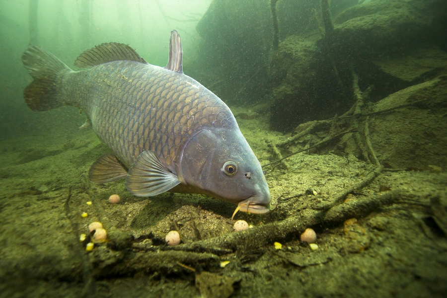 carp feeding on boilies