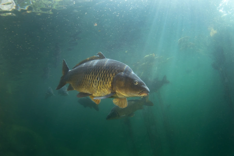 carp swimming
