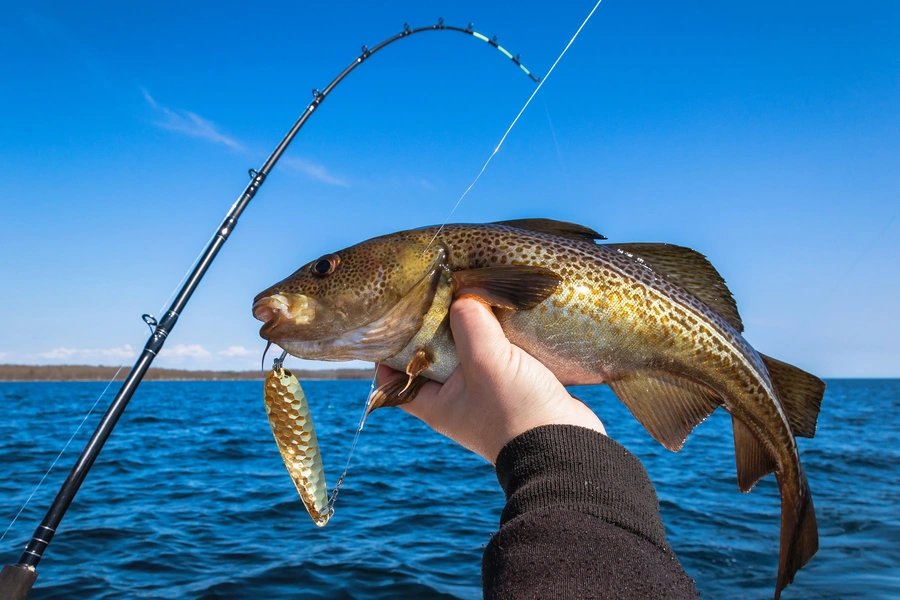 sea fishing cod