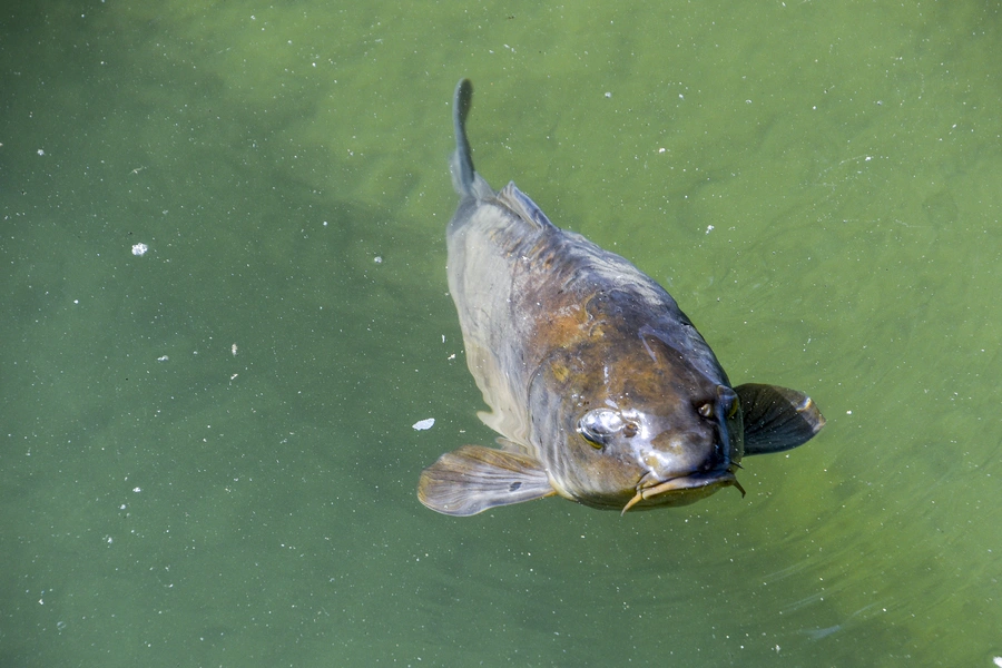 surface fishing carp